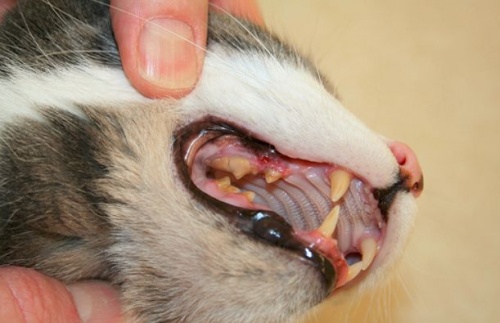 macska fogkő fogínygyulladás