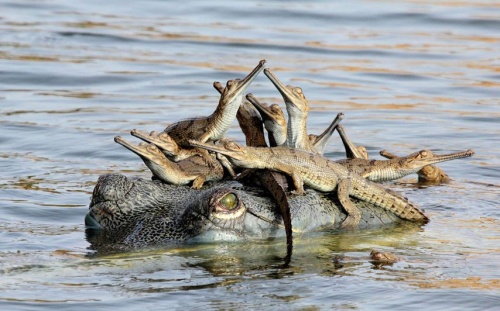 Wildlife Photographer of the Year 2013