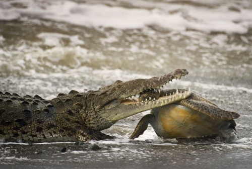 Wildlife Photographer of the Year 2013