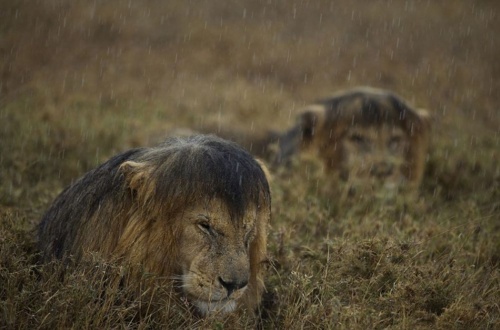 Wildlife Photographer of the Year 2013