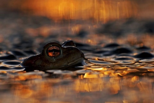 Wildlife Photographer of the Year 2013