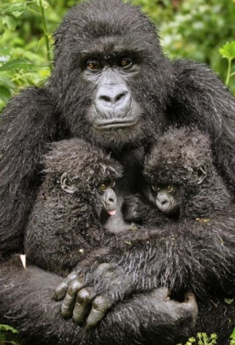 Wildlife Photographer of the Year 2013