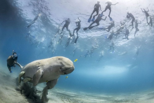 Wildlife Photographer of the Year 2013