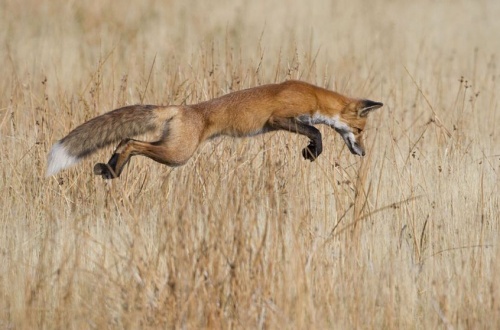 Wildlife Photographer of the Year 2013