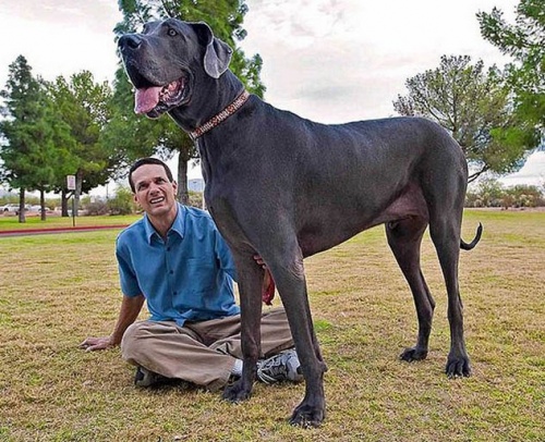 George a világ legnagyobb kutyája