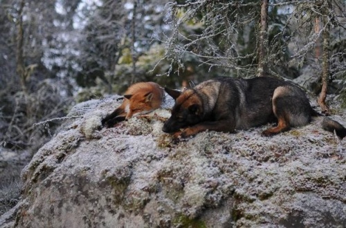 A róka és a kutya igaz barátsága
