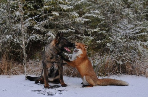 A róka és a kutya igaz barátsága