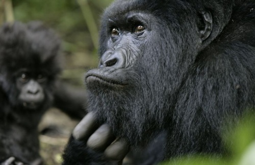 virunga_gorilla2