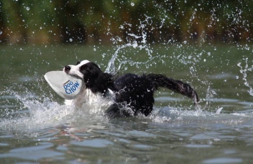 Dog CHOW KutyaSport Majális a Városligetben