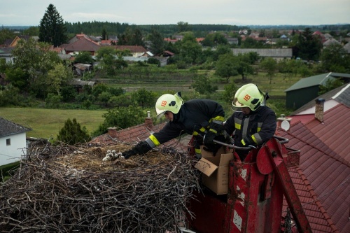 A fiókák bélelt dobozba helyezése