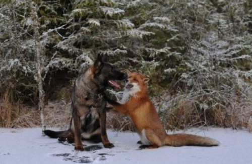 A róka és a kutya igaz barátsága 