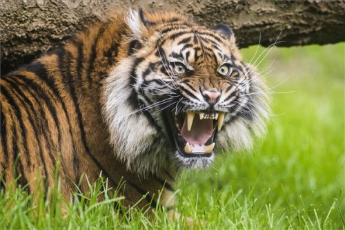 szumátrai tigris