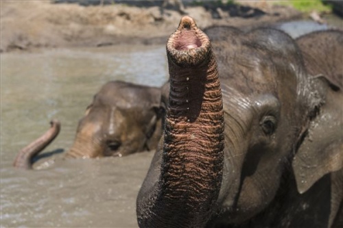 elefánt fürdik