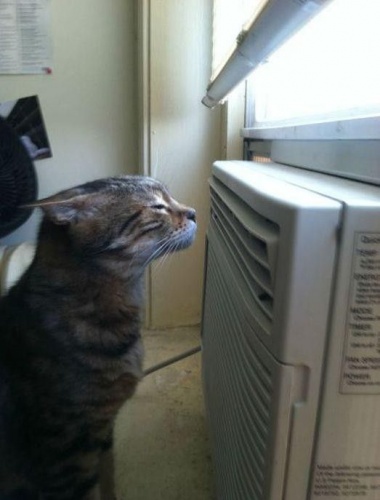 cat-loves-the-air-conditioner