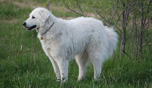 kuvasz