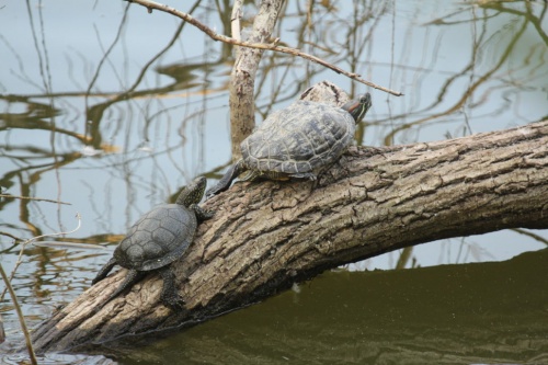 Kagyló fojtja meg a teknősöket - szegedihonvedek.hu