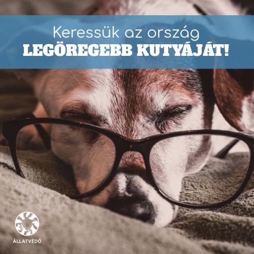 hangya_kozosseg_legoregebb_kutya_fb_02