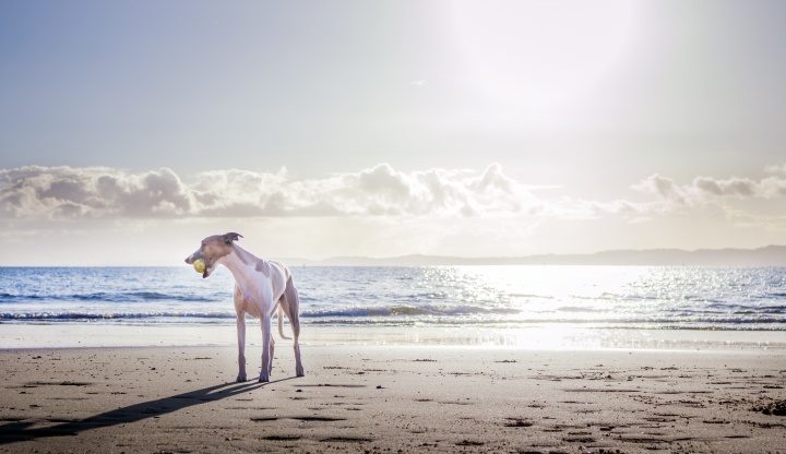 white-dog-on-shore-2112010