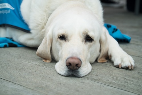 dog-3175810_640 dog-3175810_640
