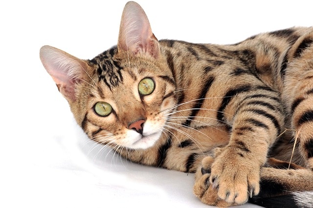 cat-2048416_640 cat-2048416_640
