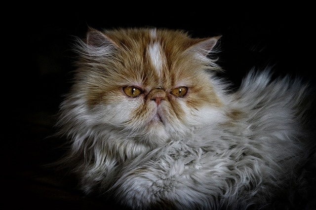 cat-2182624_640 cat-2182624_640