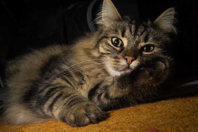 cat-2309120_640 cat-2309120_640