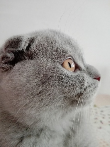 cat-3031518_640 cat-3031518_640