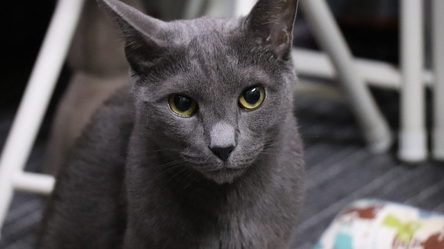 cat-3666983_640 cat-3666983_640