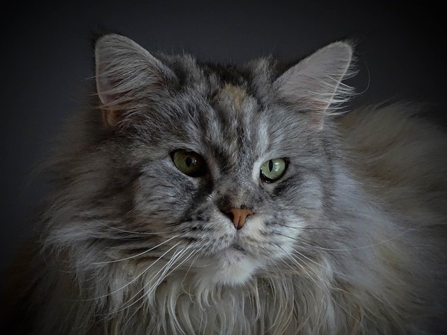 cat-4458418_640 cat-4458418_640