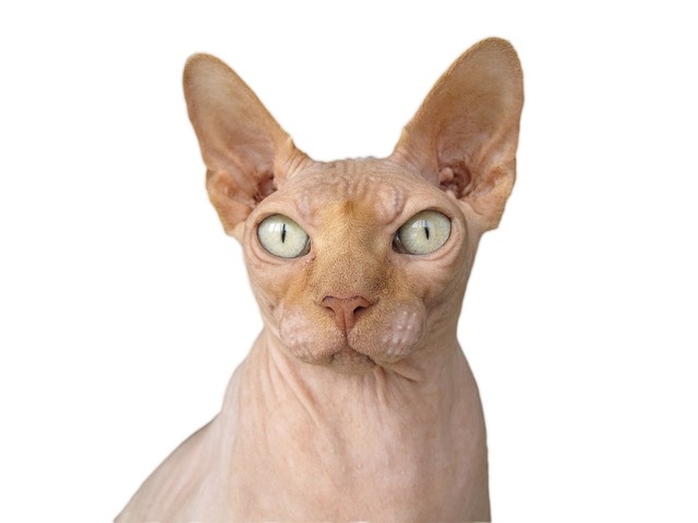 sphynx-814164_640 sphynx-814164_640