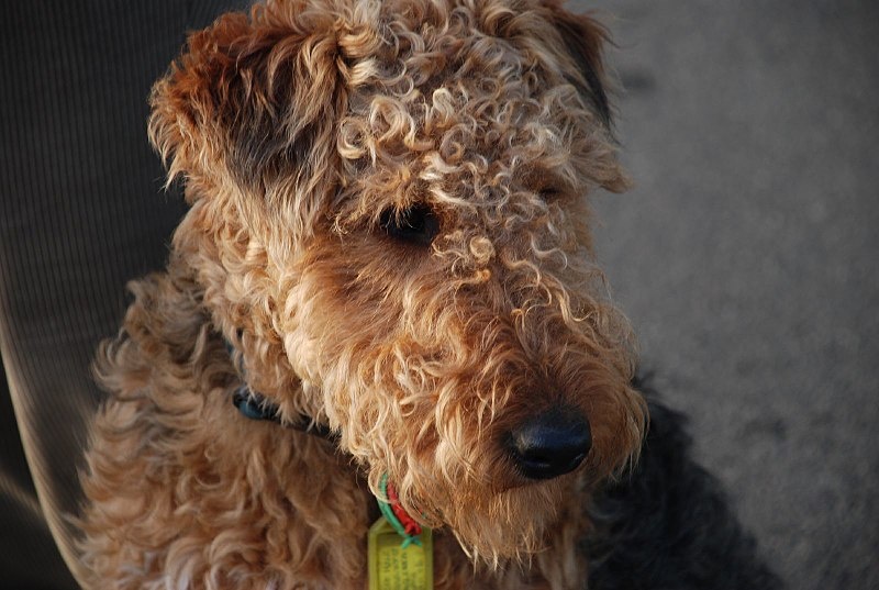 800px-welsh_terrier_portrait_1