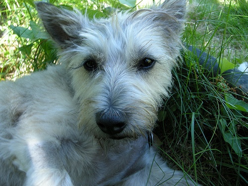 feknvo-cairn-terrier_width