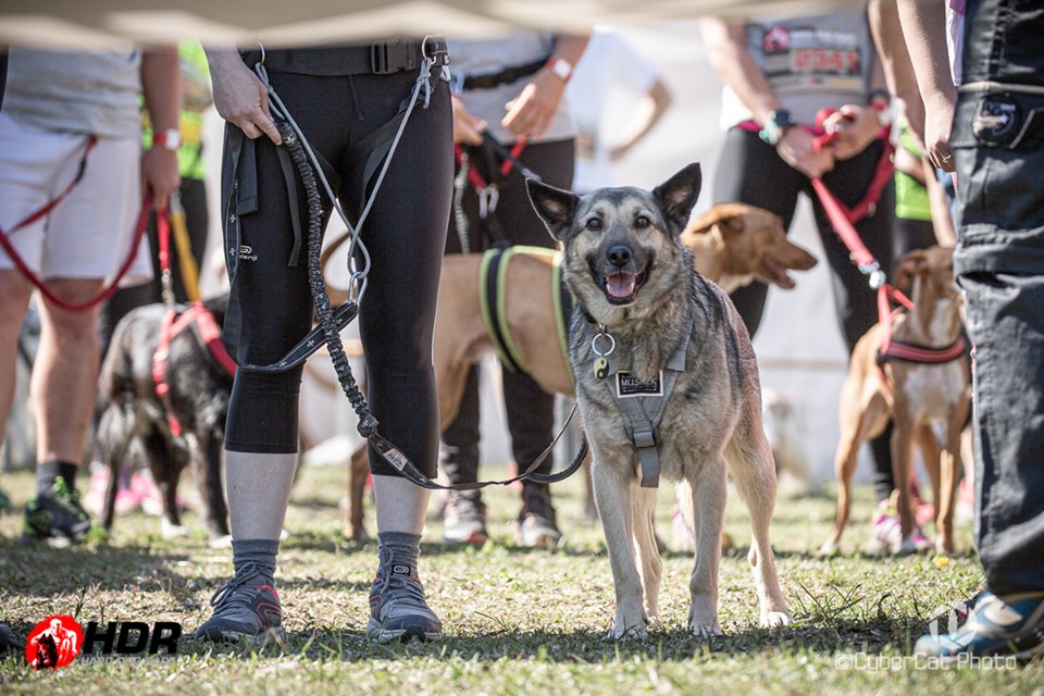 Hard Dog Race 2019