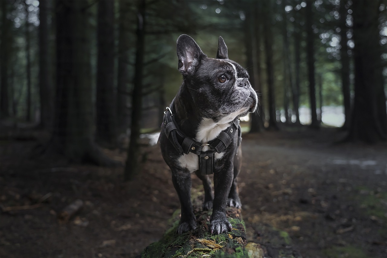 A francia bulldog lakásba és gyerek mellé is remek választás