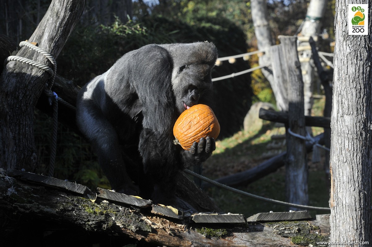 Halloween a Fővárosi Állatkertben