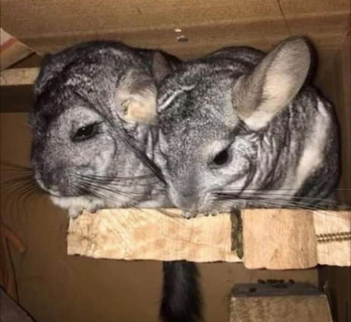 A csincsilla társas lény, párban kell tartani A csincsilla társas lény, párban kell tartani