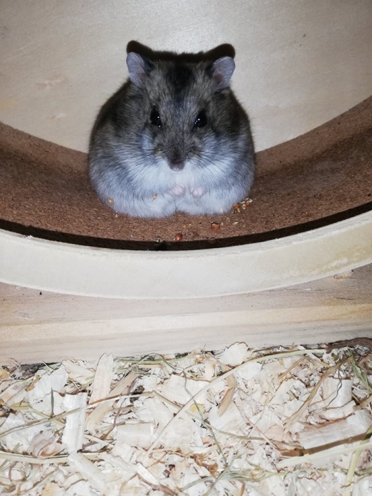 A hörcsögöt egyedül kell tartani A hörcsögöt egyedül kell tartani