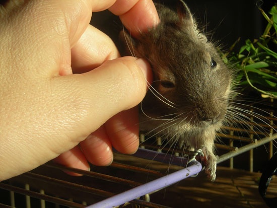 A degu kezesíthető, sok foglalkozással A degu kezesíthető, sok foglalkozással