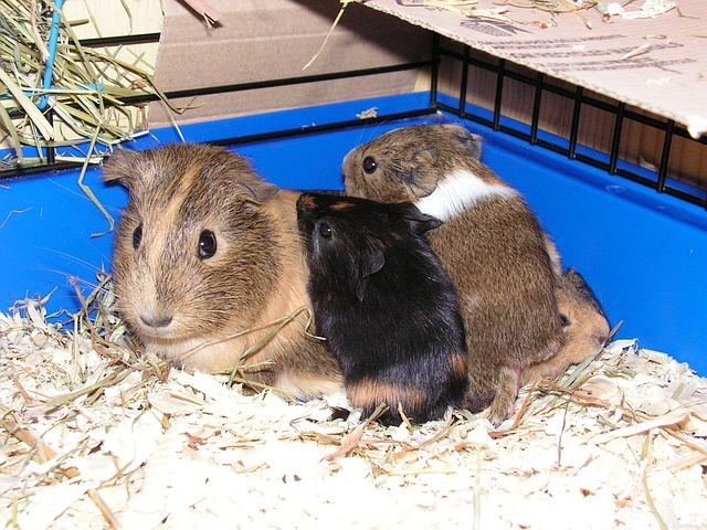 tengerimalac vemhessége tengerimalac vemhessége