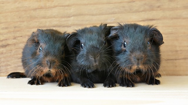 guinea-pig-849278_640