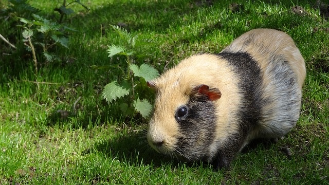 sea-pig-44286_640 sea-pig-44286_640