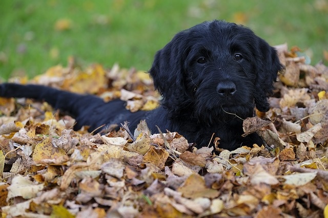 dog-2806996_640 dog-2806996_640