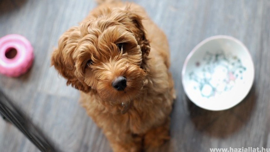 A labradoodle az egyik legcukibb kutyafajta A labradoodle az egyik legcukibb kutyafajta