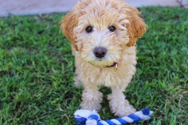 puppy-2441961_640 puppy-2441961_640