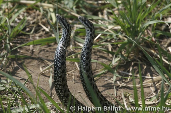 vipurs_002_f_halpern_balint_c vipurs_002_f_halpern_balint_c