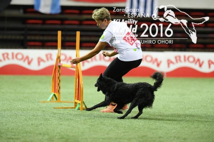 magyar_kutyafajtak_agility magyar_kutyafajtak_agility