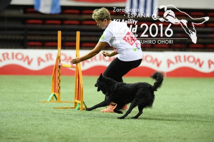 magyar_kutyafajtak_agility