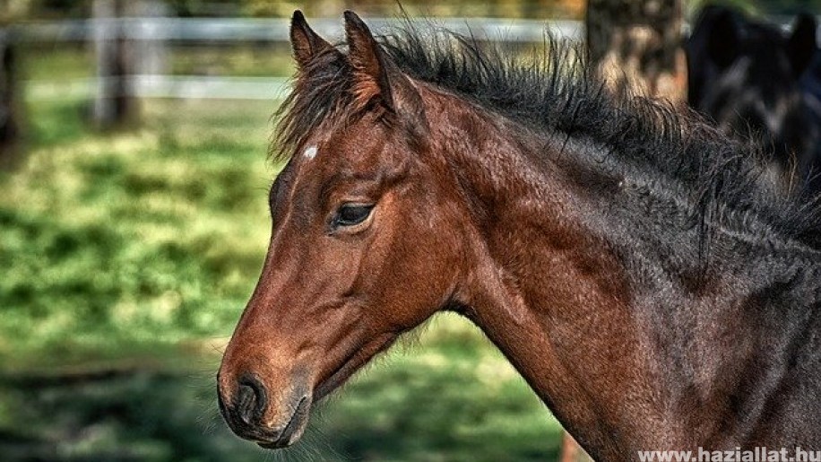 Fertőző betegség terjed a lovaknál