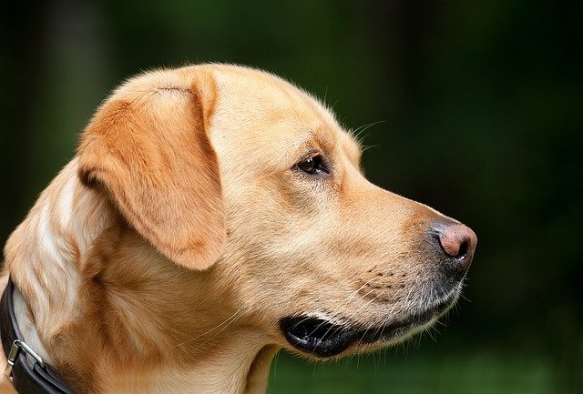 dog-1194083_640 dog-1194083_640