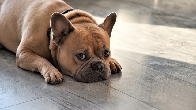 french-bulldog-4372435_640